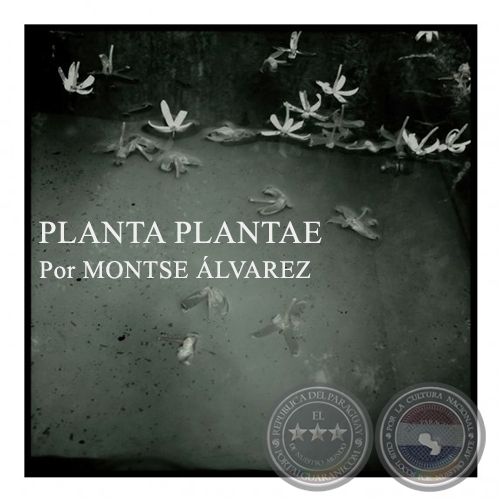 PLANTA PLANTAE - Por MONTSE ÁLVAREZ - Domingo, 23 de Agosto de 2015